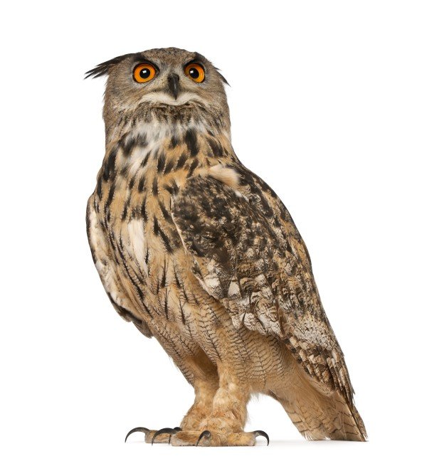 hibou-w600